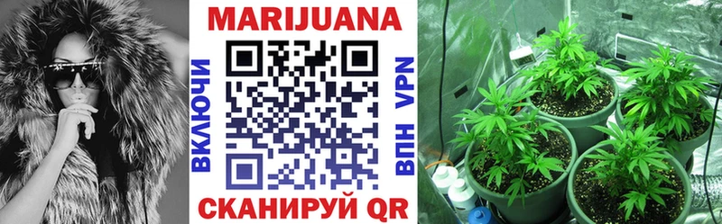 Конопля конопля Пересвет